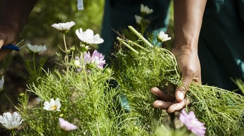 Fleurs d'Halage Project
