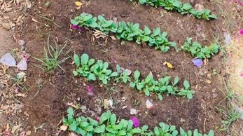 School_Orchard_Project_Senegal.jpg