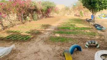 Copyright: Creando Futuros School_Orchard_Project_Senegal_Crops.jpg