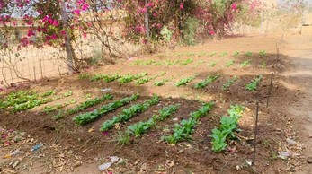 Copyright: Creando Futuros School_Orchard_Project_Senegal_Growth.jpg