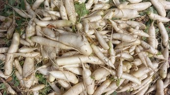 Copyright: Creando Futuros Children_Garden_Harvest_Senegal.jpg